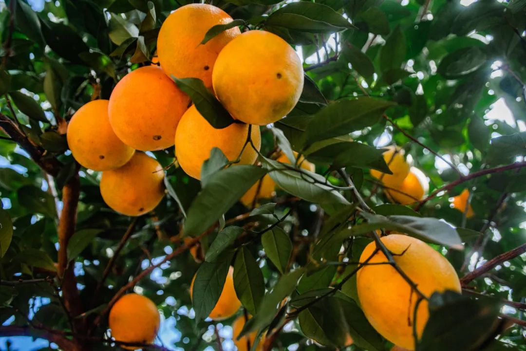 中产的下一个抠门对象:超级水果