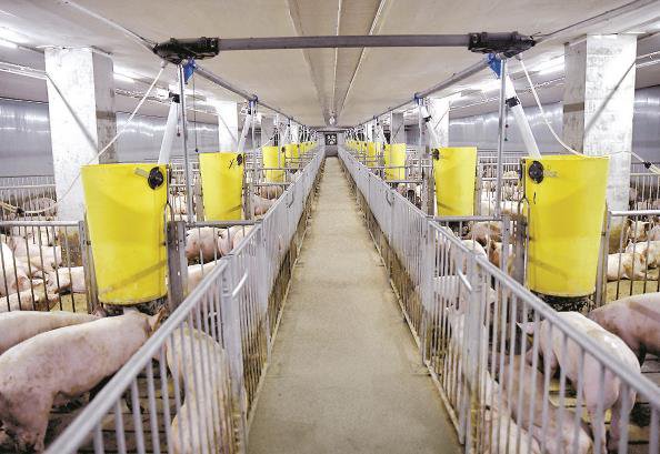 数字化养猪:1个人管5000头猪