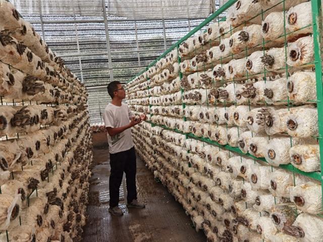 石阡花桥镇有个"菌后生"