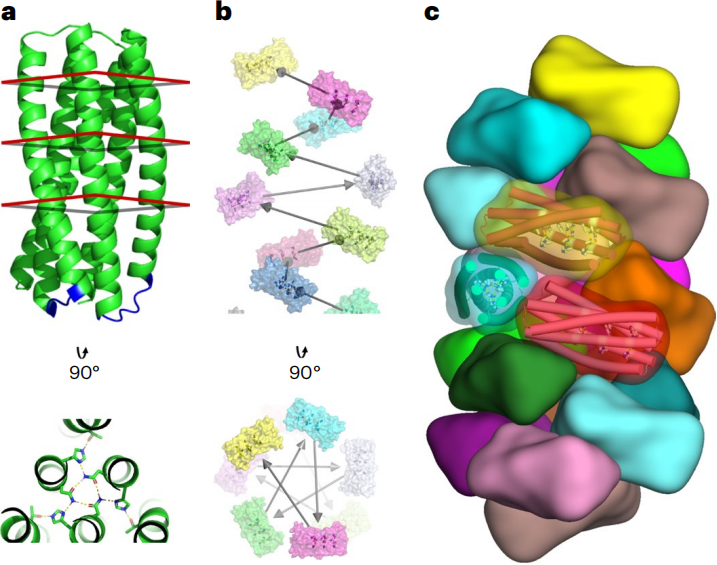 图丨生成 pH 依赖的蛋白质纤维的设计策略（来源：Nature Nanotechnology）