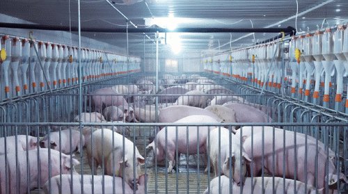 搭建数智平台 为生猪产业提供数字化服务