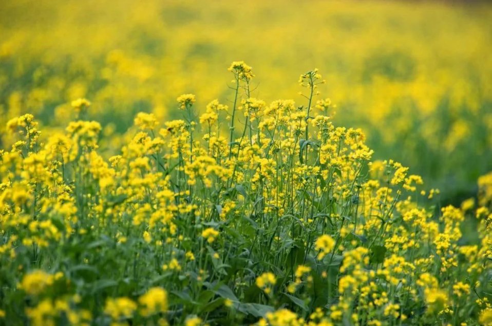 一路繁花!来昌平,走"花路"