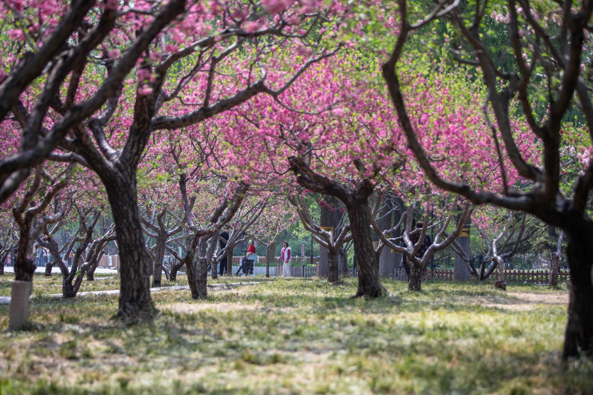 园艺嘉年华在中国插花艺术博物馆开展,活动以"百花,百蔬,百草"为重点