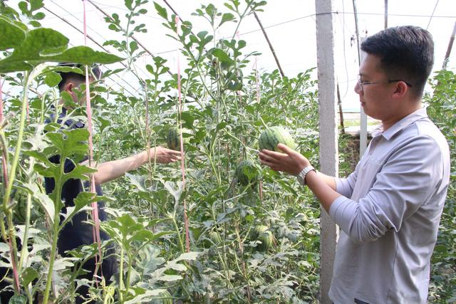 5月6日，在高阳县板桥村万润农业合作社西瓜种植大棚内，游客采摘西瓜。杨瀰摄