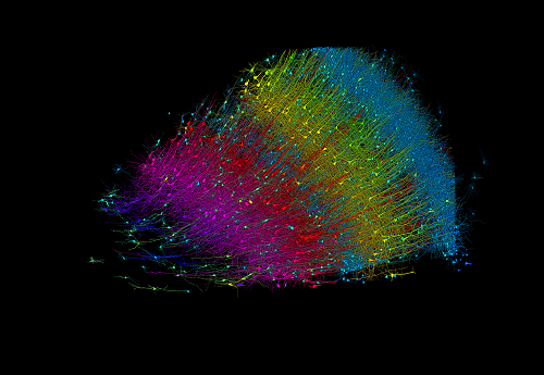 六层兴奋性神经元按深度进行颜色编码。图片来源：谷歌研究院和哈佛大学利希特曼实验室