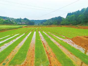 　　5月，天府粮仓公司种植约7万亩秧苗，包括水稻、玉米、大豆、高粱等作物。