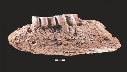 犀牛下颌骨。本文图片由四川省文物考古研究院提供