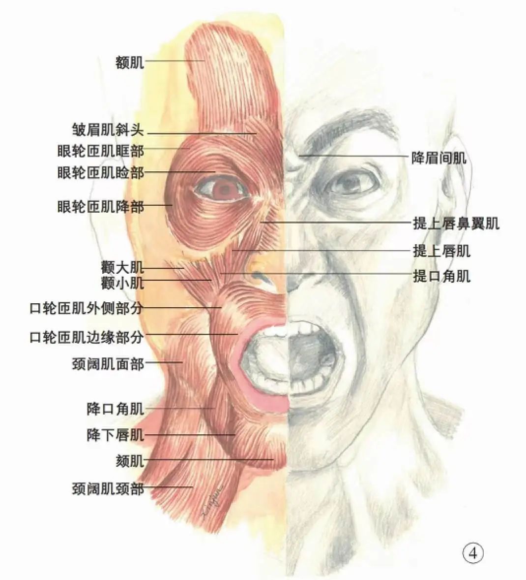 面部肌肉结构图|图源:《面颈部分区及其局部结构解剖学:面颈部软组织