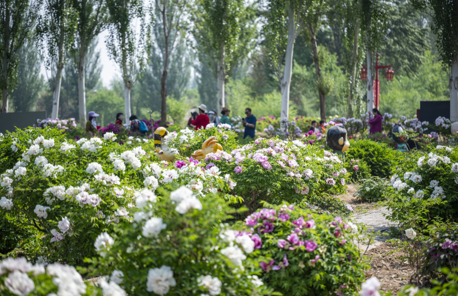 延庆大榆树镇国色牡丹园百亩牡丹进入盛花期