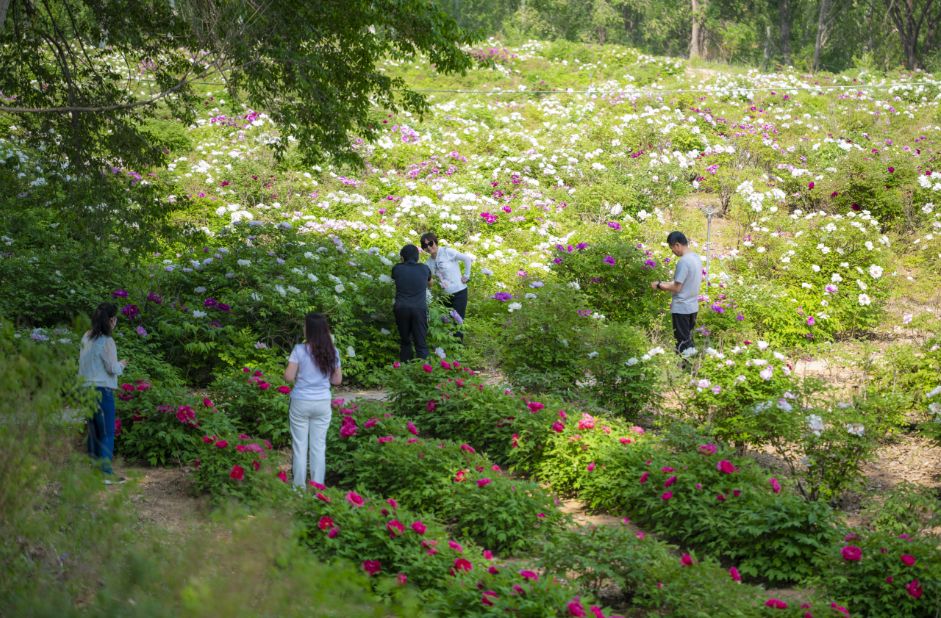 延庆大榆树镇国色牡丹园百亩牡丹进入盛花期