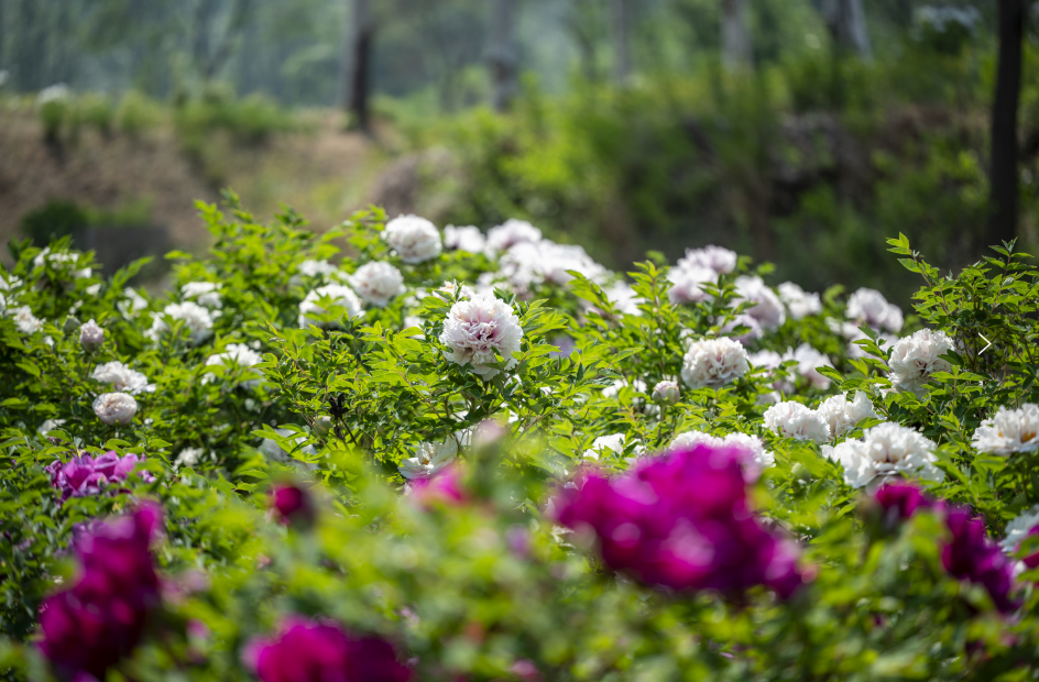 延庆大榆树镇国色牡丹园百亩牡丹进入盛花期
