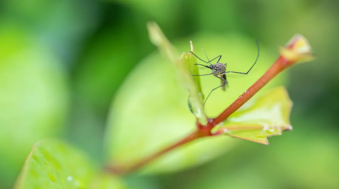 登革热主要防控手段依赖于蚊媒控制和监测。图片来源：视觉中国