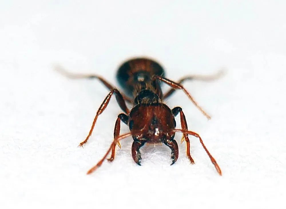 显微镜下的红火蚁工蚁形态。图源：新华社