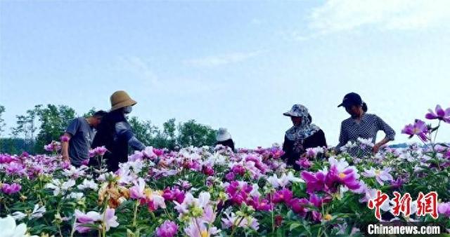 江苏睢宁:美丽生态"颜值"转化为乡村振兴"产值"