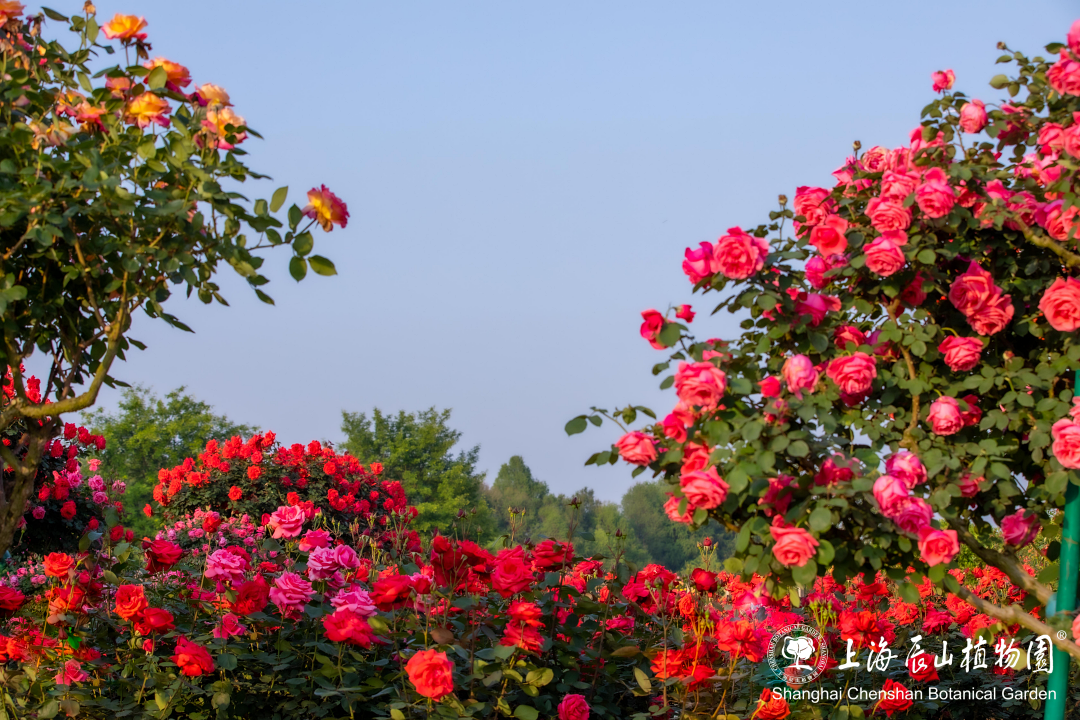 【探索】五月美景!这些蔷薇与月季"花墙"你打卡了吗?