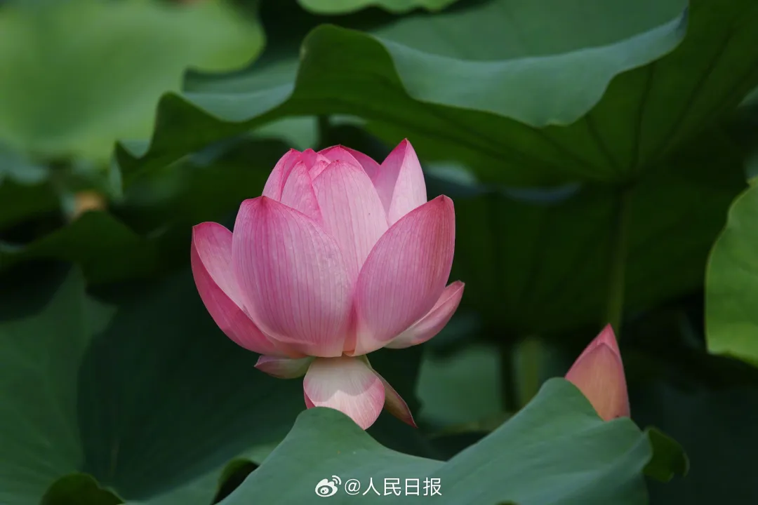 南宁市狮山公园:初夏荷花摇曳开,含苞待放邀您来