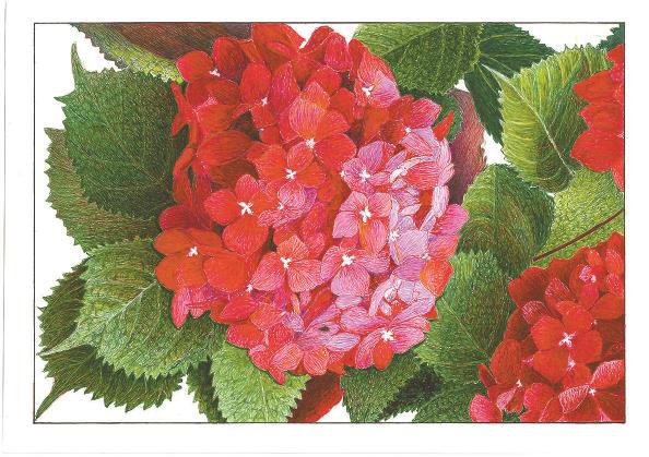 绣球花(彩色钢笔画)