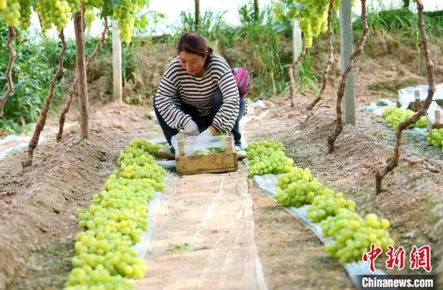"中国设施葡萄之乡"河北饶阳11万亩葡萄陆续成熟