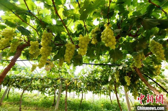"中国设施葡萄之乡"河北饶阳11万亩葡萄陆续成熟