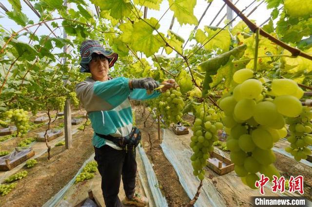 崔佳栋 摄5月9日,饶阳县一葡萄种植基地,工人正在采摘葡萄.