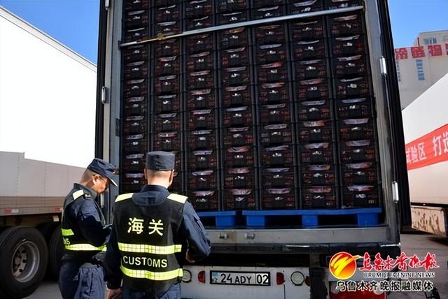 　　5月10日，乌昌海关关员对冷链卡航模式出口鲜苹果进行验放。通讯员杨逸萌摄