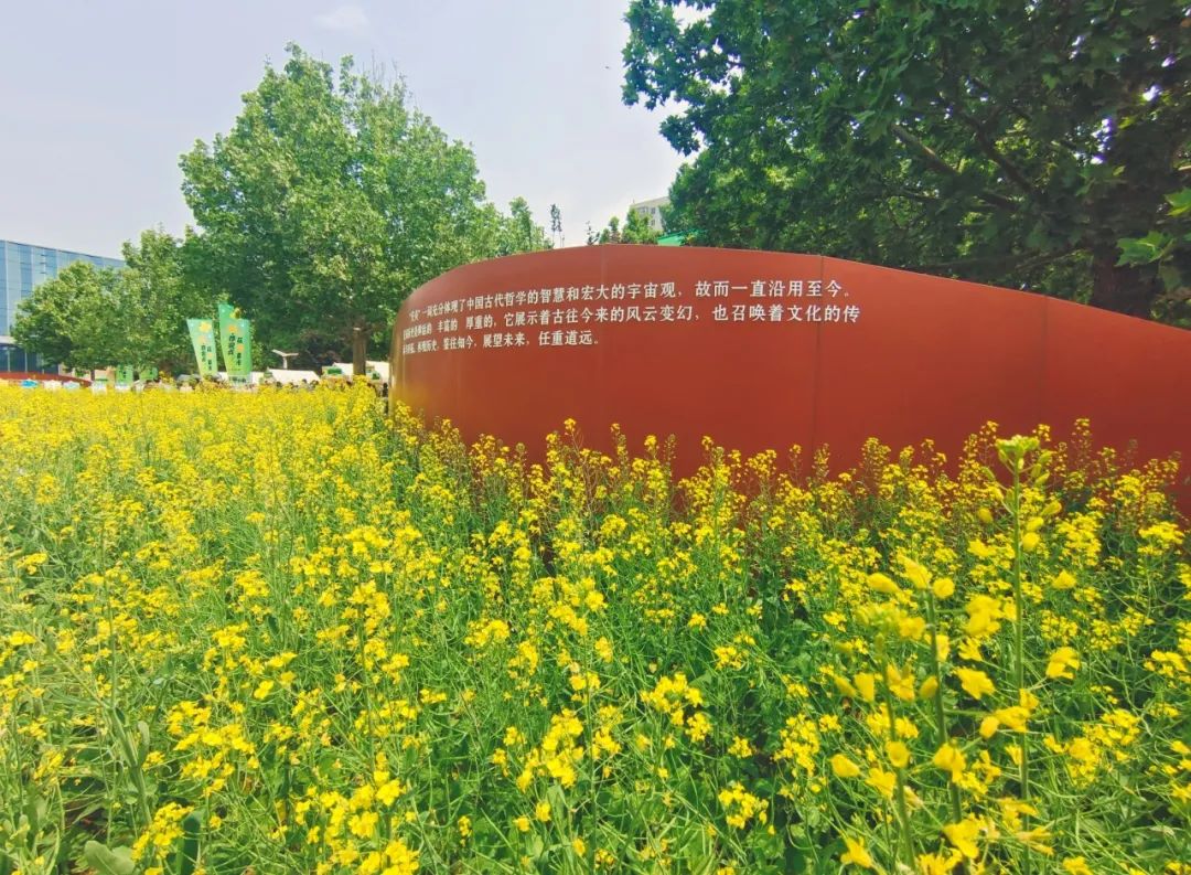 邂逅初夏,北京朝阳这处油菜花集等你来