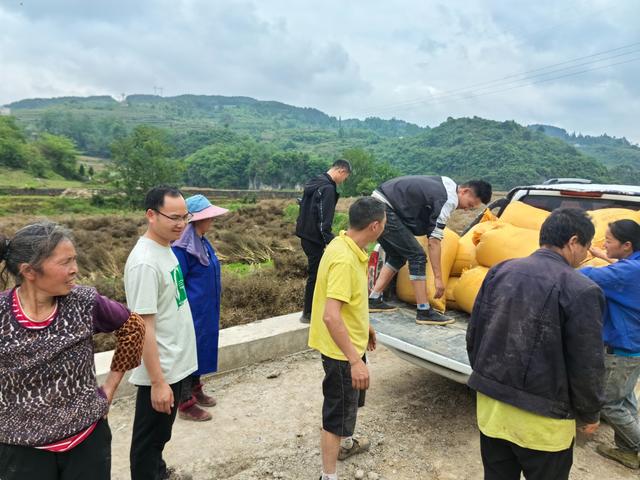 清镇市麦格乡观游村:坝区好"丰景" 油菜收割忙