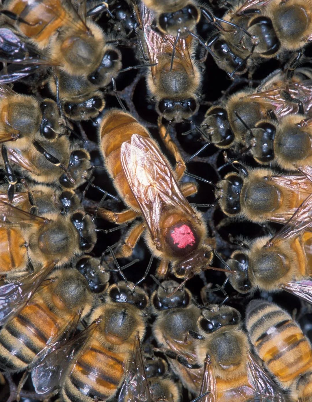 被标记的蜂后 图源:wikipedia在分蜂过程中,蜂后和跟随她的蜜蜂会寻找