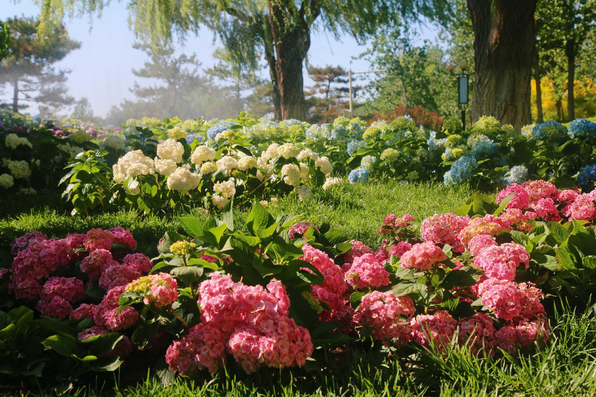 云集来自世界各地几十个品种数千余株绣球花,其中巨型重瓣星型大花球
