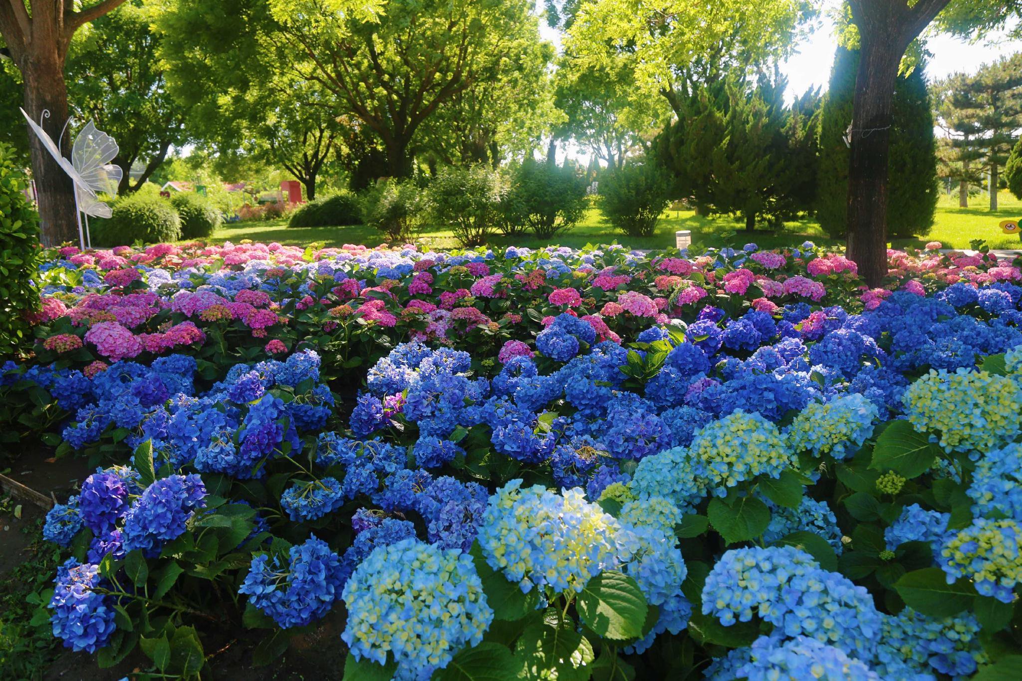 云集来自世界各地几十个品种数千余株绣球花,其中巨型重瓣星型大花球