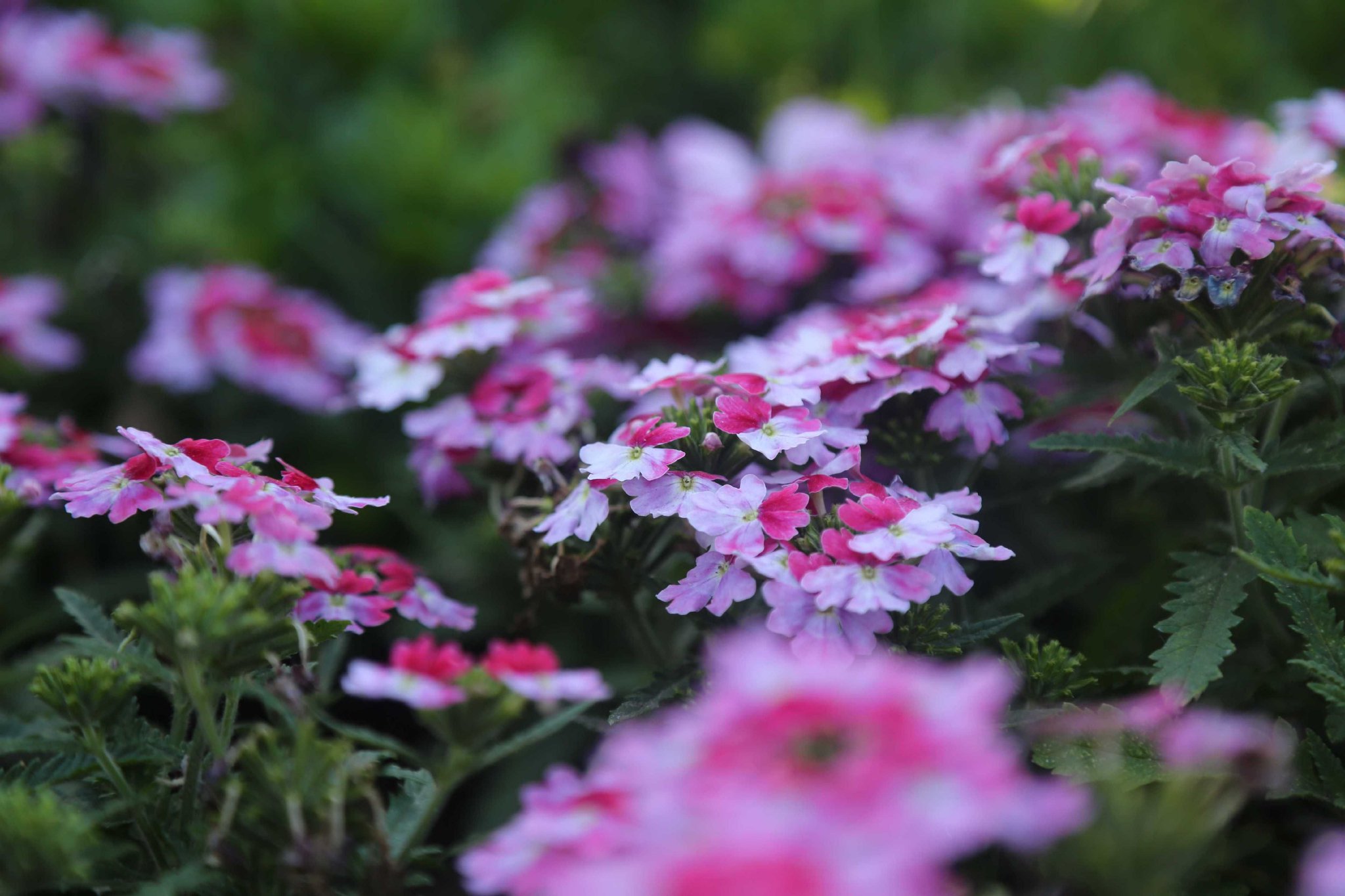 绒绒的绣球花是最温柔浪漫的花草之一.