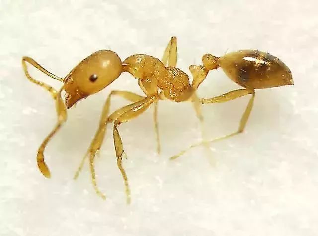 家中常见的小黄家蚁
