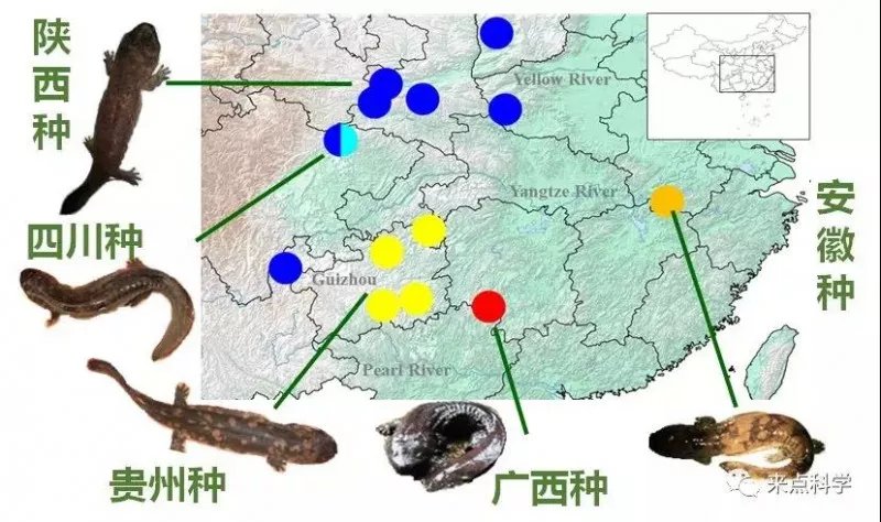 中国大鲵曾广泛分布于我国长江、黄河及珠江流域的18个省份。