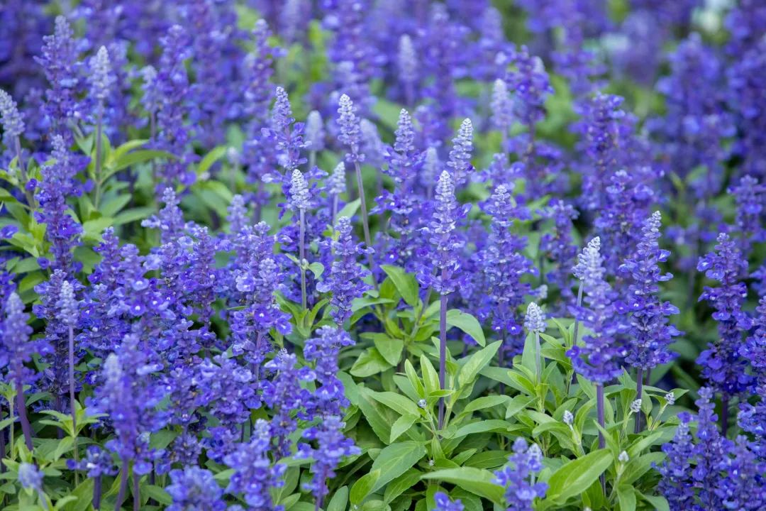 今年,区园林绿化局以"花园里的科学城"为总体目标,精心描画"森林融城