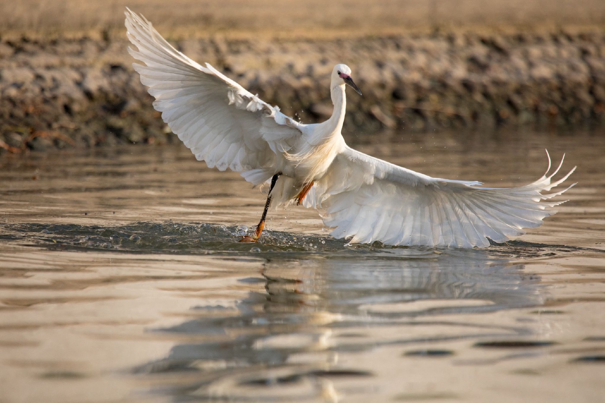 夜读丨鸟的天堂