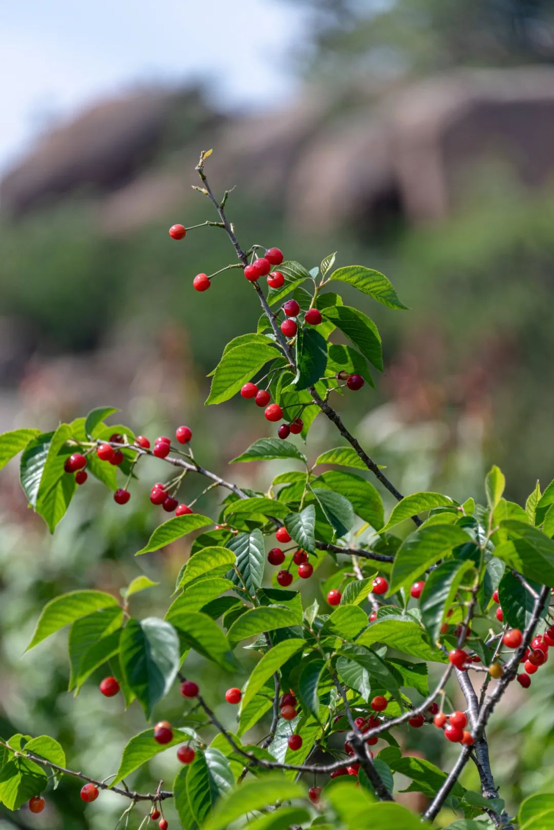 巴望着五月的樱桃季我初到山西的时候都有的时令水果是每个城市我一度