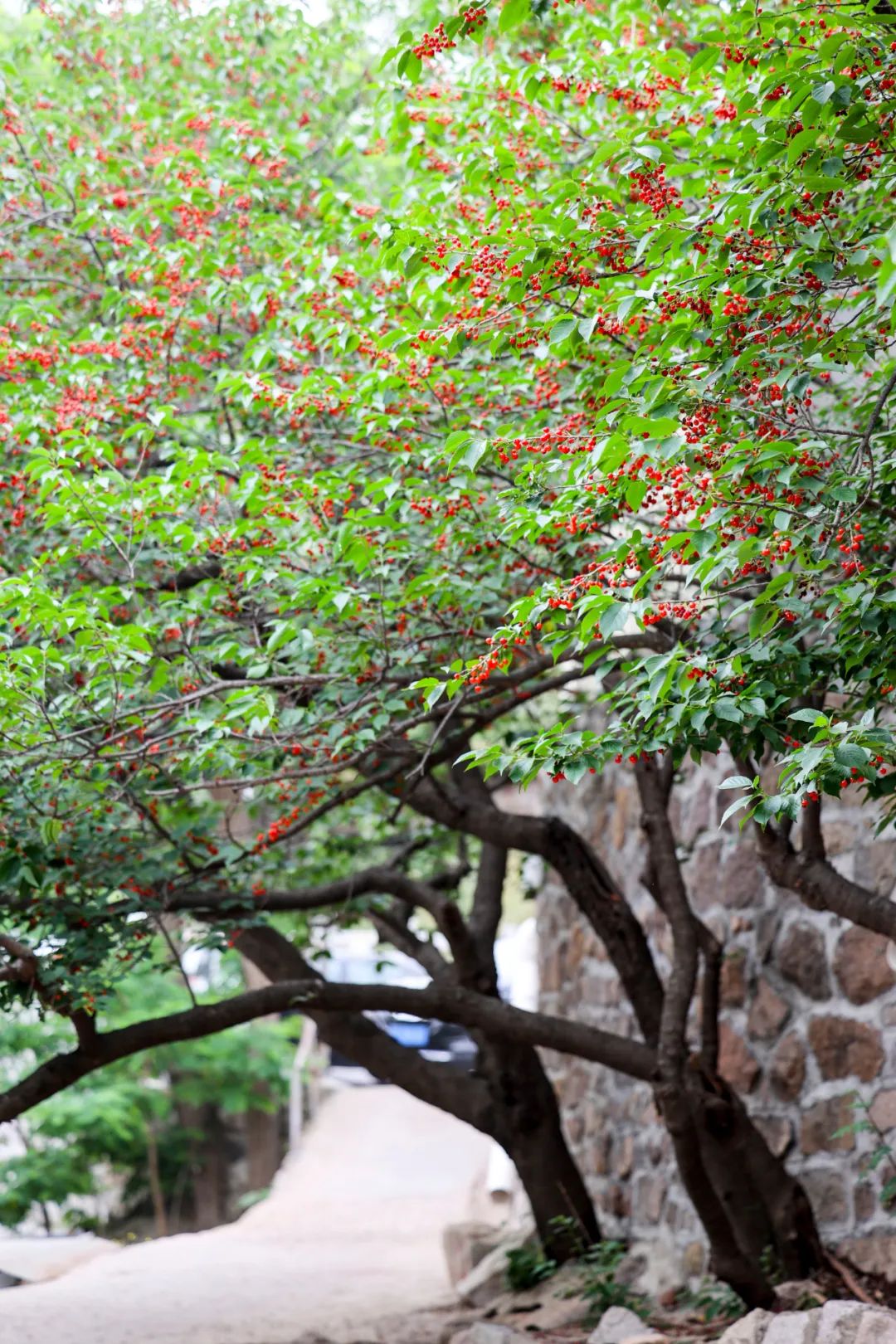 巴望着五月的樱桃季我初到山西的时候都有的时令水果是每个城市我一度