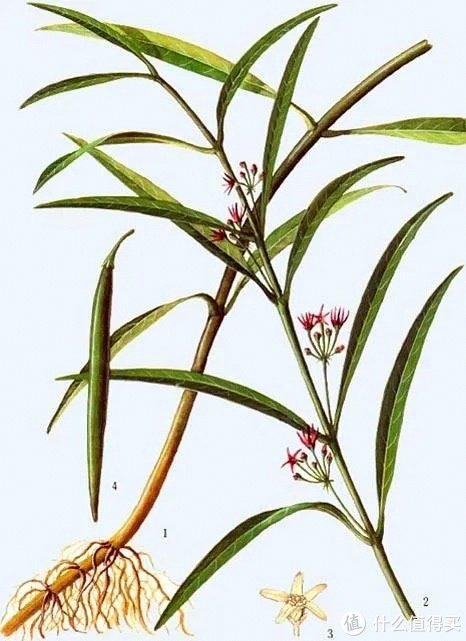 白前功效与炮制|寒痰|德克萨斯|扒鸡|白芥子|胸膈_新浪新闻