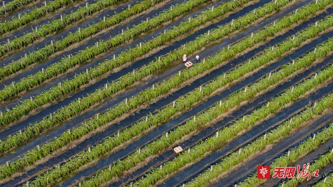俯瞰海口东山现代农业产业示范园内成排种植的火龙果树。杨鹤 摄