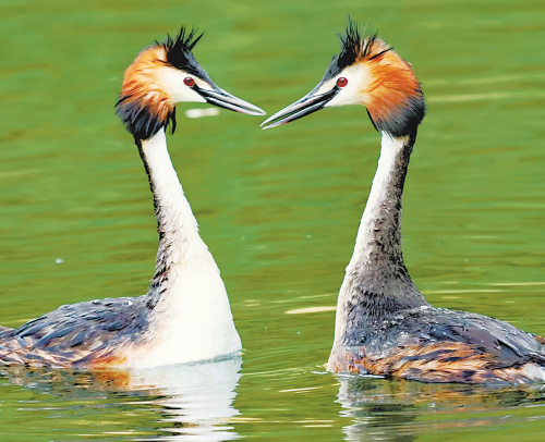青山绿水引"客"来,候鸟家族添新丁|林莺_新浪财经_新浪网