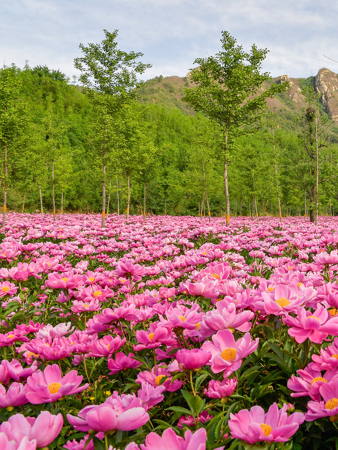 昌平芍药花海 1