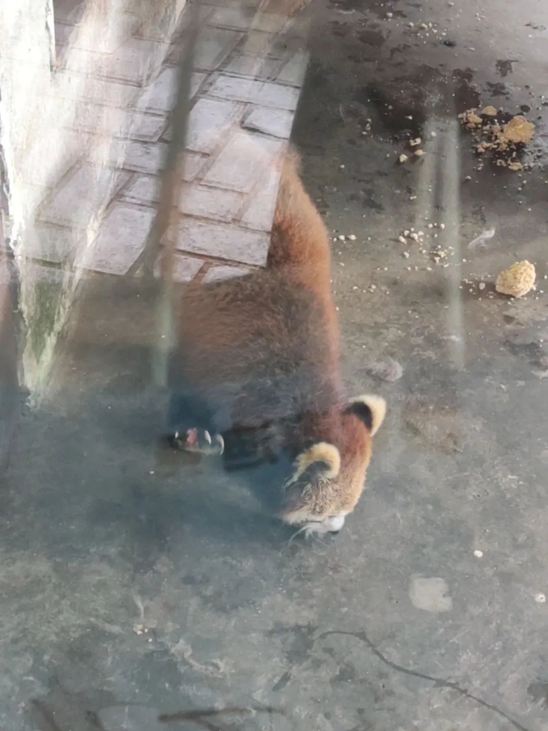 ▲小熊猫右前爪缺少一根脚趾。受访者供图