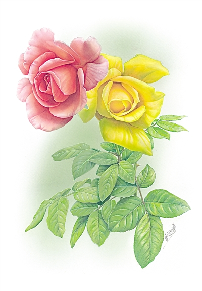 北京的月季为什么开得这么好?专家解答