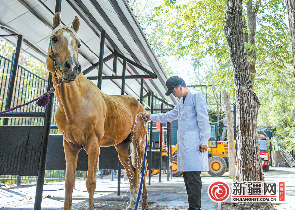 5月13日，在新疆古生态园，工作人员给运动完的马匹冲水。（全媒体记者迪丽娜尔·加力肯摄）