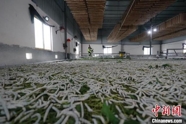 图为蚕农在蚕房内投放桑叶喂蚕.汤晓逵 摄