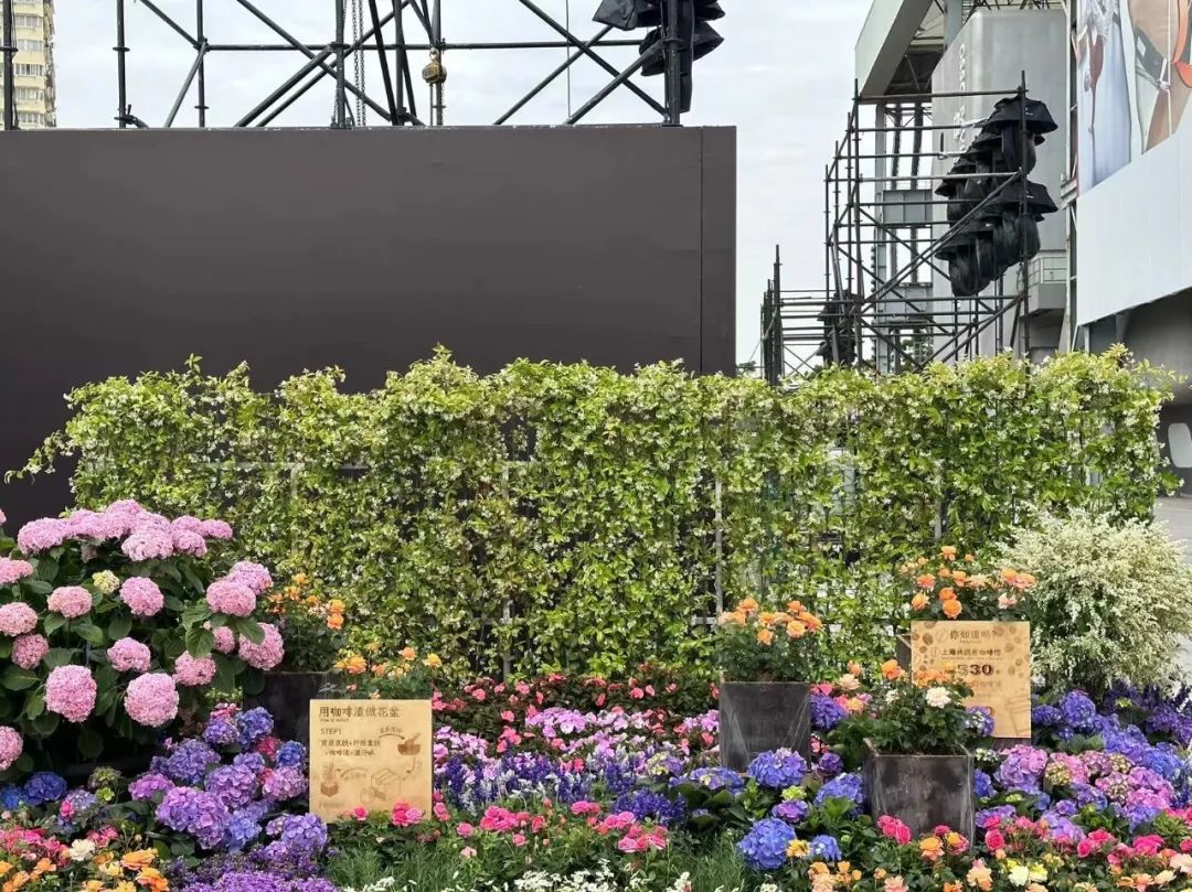 【探索】奥运资格赛"氛围组"已上线,赛区及周边花卉景观质量全面提升