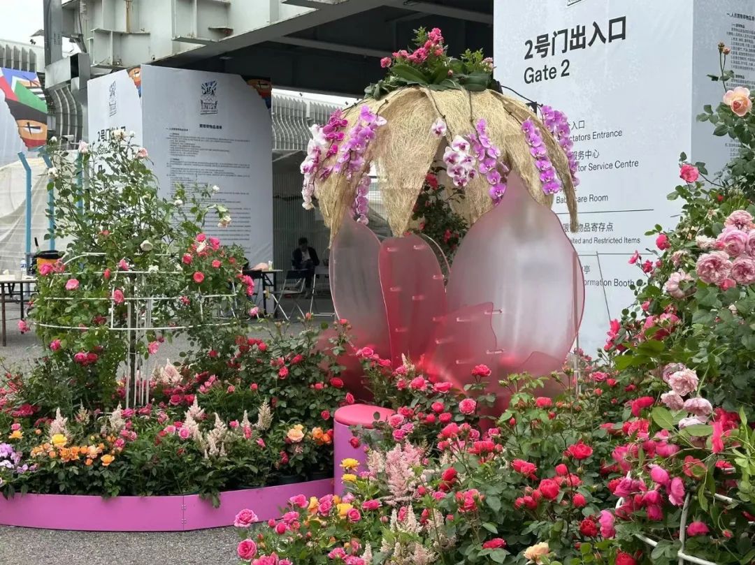 【探索】奥运资格赛"氛围组"已上线,赛区及周边花卉景观质量全面提升