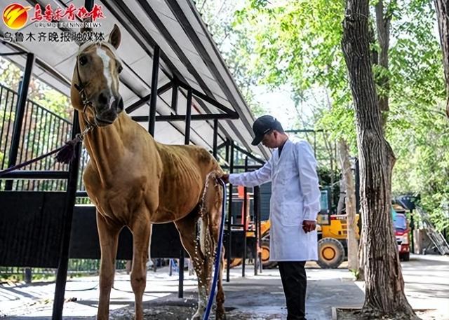 探秘国内唯一的汗血马种质资源基因库