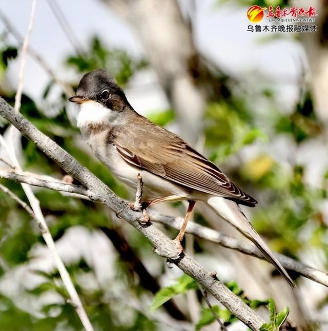 落日余晖下,灰白喉林莺伴随着夕阳在林间"高歌",仔细一听,好似真有些