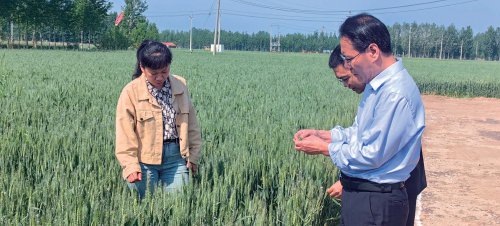 破解"粮油争地"矛盾 推动全产业链发展